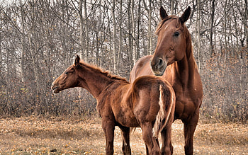 Animals, Trees, Grass, Couple, Pair, Horse, Stallion HD wallpaper