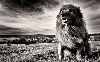 Animals, Grass, Dog, Bw, Chb, Wind HD wallpaper