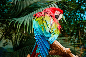 Macaw Colorful Bird , macaw, parrot, birds, colorful HD wallpaper