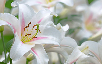 White lilies, Stunning , Beautiful flowers, Lovely border HD wallpaper