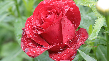 Drops, Macro, Rose Flower, Rose, Petals HD wallpaper