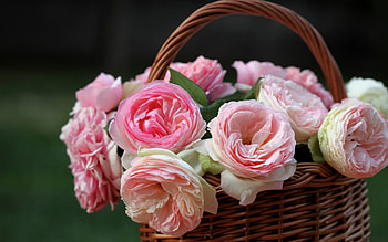 Plants, Flowers HD wallpaper