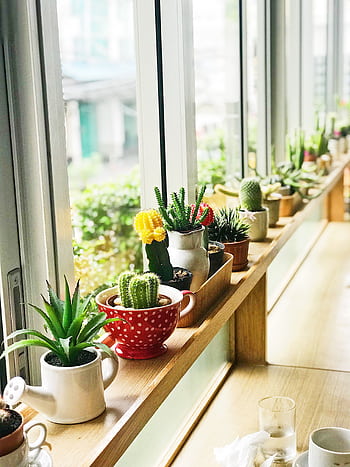 A bright display of cactus and succulents on a windowsill in a Thai cafe. HD phone wallpaper