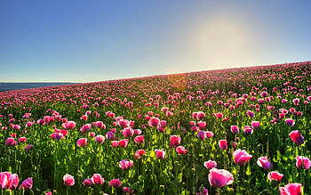 Plants, Landscape, Flowers, Fields HD wallpaper