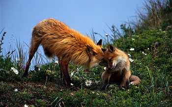 Animals, Flowers, Grass, Fox, Young, Couple, Pair, Playful, Care, Joey HD wallpaper