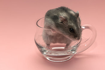 Campbell's dwarf, Hamsters HD wallpaper
