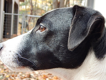Jack Russell Terrier - Max, Jack Russell Terrier, graphy, Pets, Dogs HD wallpaper