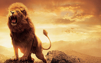 Roaring lion, Intense gaze, PC , resolution HD wallpaper