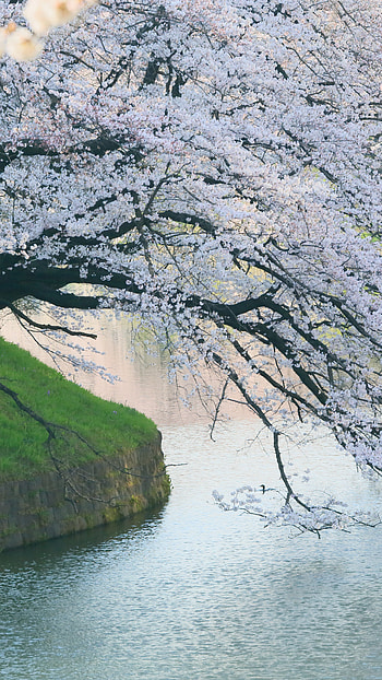Riverside travels, Riverside sony xperia, Leaning tree towards, Z5 premium HD phone wallpaper