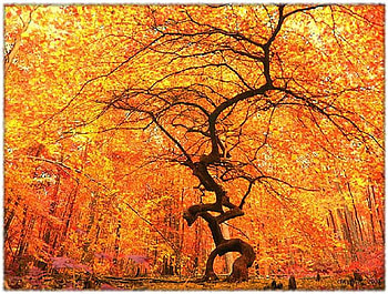Autumn - the tree, autumn, twisted trunk, large, orange, gold, tree HD wallpaper