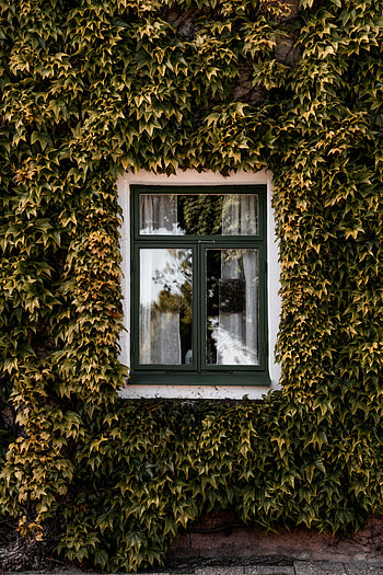 Building, Miscellanea, Miscellaneous, Window, Facade, Ivy HD phone wallpaper