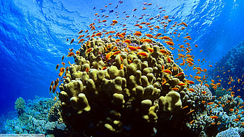 Fish and ocean , Underwater scenery, Sealife exploration, Goodfon.com HD wallpaper
