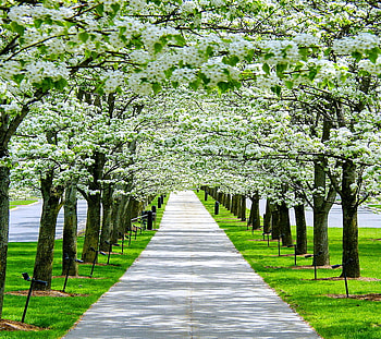Spring stroll, white blooms, trees, grass, spring, walkway HD wallpaper