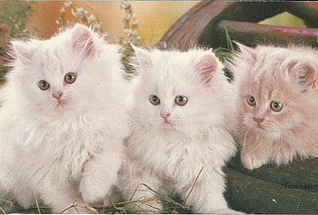 Three little kittens, kitten, triplets, white, wheel, cute, pet HD wallpaper