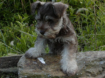 Pepper on a rock, puppy, grass, rock, park HD wallpaper