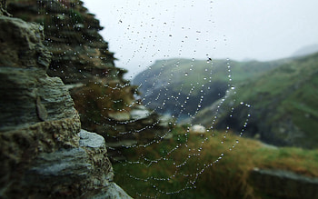 Nature, Stones, Web, Drops, Dew HD wallpaper
