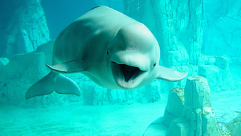 Beluga Whale, Best , Oceanic beauty, Marine mammal HD wallpaper