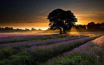 Landscape, Trees, Fields HD wallpaper