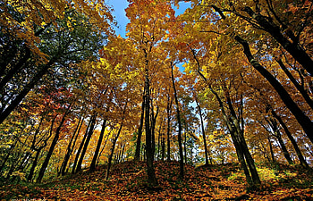 Nature, Trees, Autumn, Forest HD wallpaper