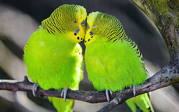 Parakeets, animal, parakeet, nature, bird HD wallpaper