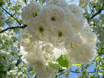 Cherry Bloom, cherry, bunches, nature, flowers, bloom HD wallpaper