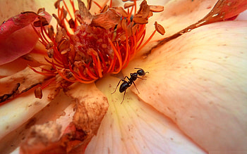 Flower, Macro, Petals, Insect, Crawl HD wallpaper