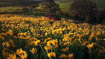 Columbia Hills State Park, Washington, trees, spring, meadoe, blossoms, usa HD wallpaper