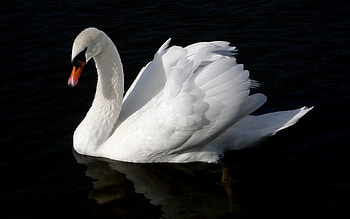Animals, Water, Bird, Black Background, To Swim, Swim, Swan HD wallpaper