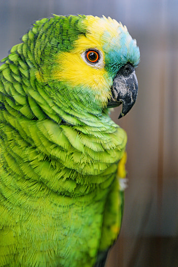 Animals, Parrots, Bird, Blue-Faced Amazon, Blue-Headed Amazon HD phone wallpaper