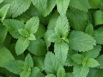 Lemon-scented herbs, Fresh aroma, Culinary uses, Fragrant garden plants HD wallpaper