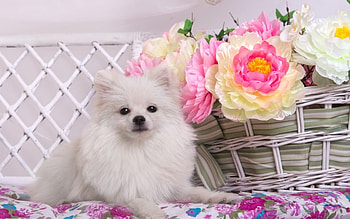 Puppy, dog, animal, white, cute, basket, rose, pink, spitz HD wallpaper