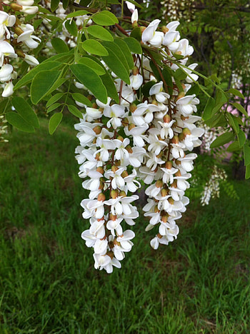 Acacia robinia pseudoacacia, Garden beauty, Floral delight, Nature's harmony HD phone wallpaper