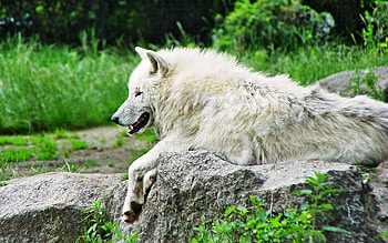 Arctic Wolf, Resting on rock, Nature's predator, Snowy landscape HD wallpaper