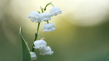 Lily of the Valley, White flower, Nature beauty, Wind chimes HD wallpaper