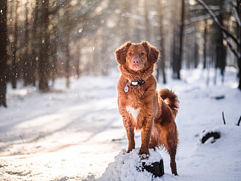 Animals, Snow, Dog, Brown, Pet, Animal, Golden Retriever HD wallpaper