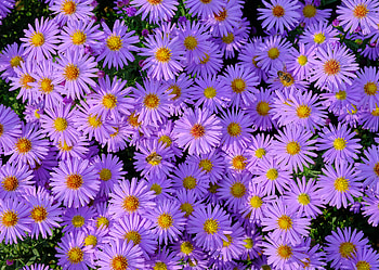 Plants, Flowers, Violet, Bee, Purple, Symphiotrichum, Symphiotrihum HD wallpaper