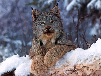 Baby Mountain Lynx, Lynx, Yellow Eyes, Baby, Paws, Animals, Snow, Cats, Ominous, Mountain HD wallpaper
