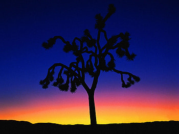 Fire sky, landscape, sky, nature, sunset, tree HD wallpaper