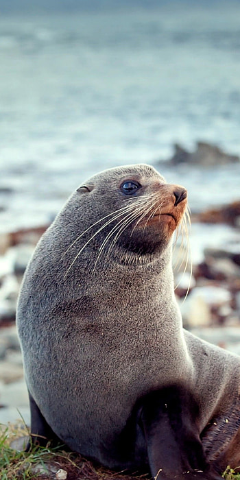 Fauna graphy, Wild animal , Marine animals beauty, Nature's wonders HD phone wallpaper