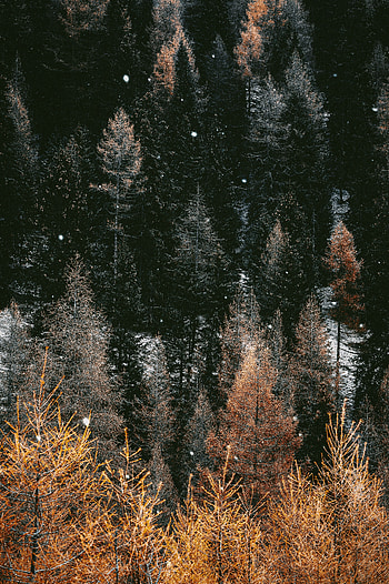 Winter, Nature, Trees, Snow, Forest, Snowfall HD phone wallpaper