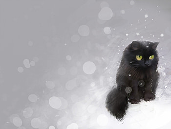 Kat, black cat, animal, cat, cute animal HD wallpaper