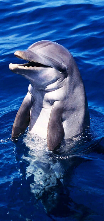 Dolphin , Underwater beauty, Marine life, Captivating HD phone wallpaper