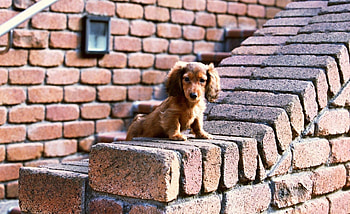Animals, Sit, Puppy, Bricks, Ears HD wallpaper