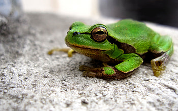 Green frog animal, , Graphic design, Amphibian species HD wallpaper