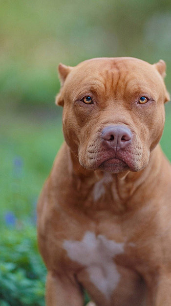 Pitbull Dog, Golden HD phone wallpaper