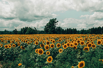 Nature, Flowers, Sunflowers, Clouds, Summer, Bloom, Flowering, Field HD wallpaper