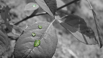 Drops, Macro, Sheet, Leaf, Branch, Bw, Chb HD wallpaper