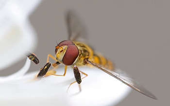 Macro, Eyes, Insect, Bee, Wings HD wallpaper