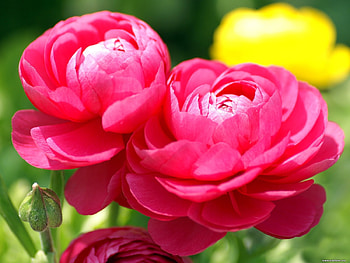 RANUNCULUS, Green, Leaves, Pink, Petals HD wallpaper
