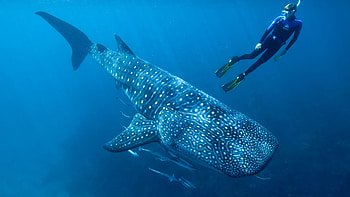 Whale shark, Diving HD wallpaper